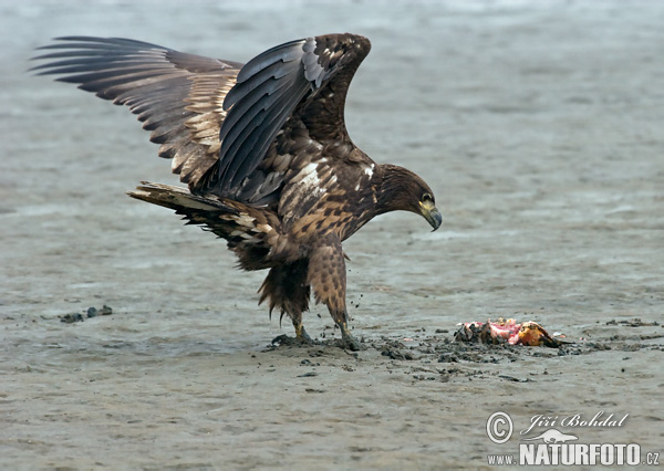 Zeearend vogel