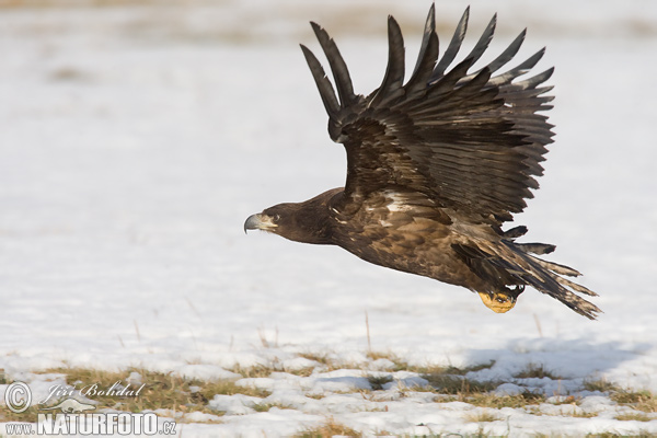 Zeearend vogel