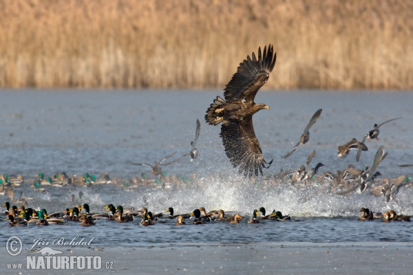 Zeearend vogel