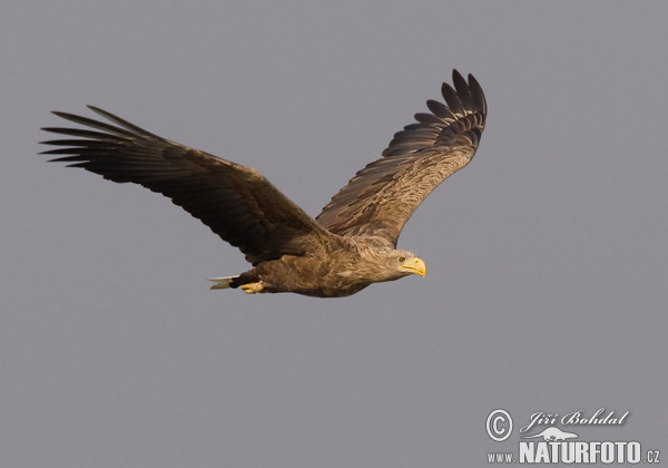 Zeearend vogel