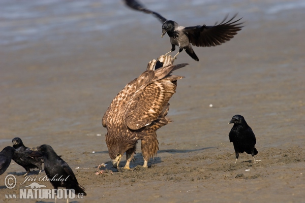 Zeearend vogel