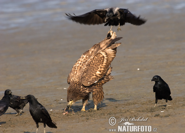 Zeearend vogel