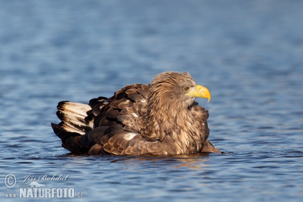 Zeearend vogel