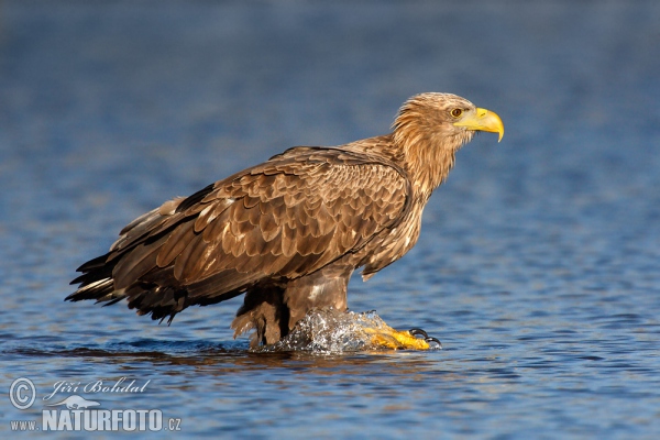 Zeearend vogel