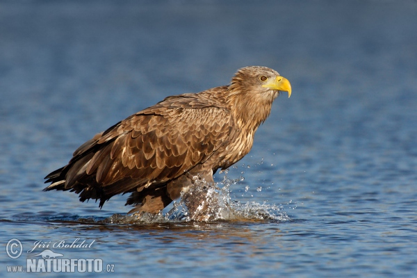 Zeearend vogel