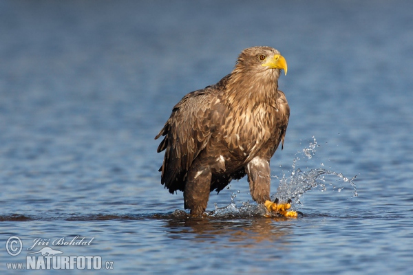 Zeearend vogel