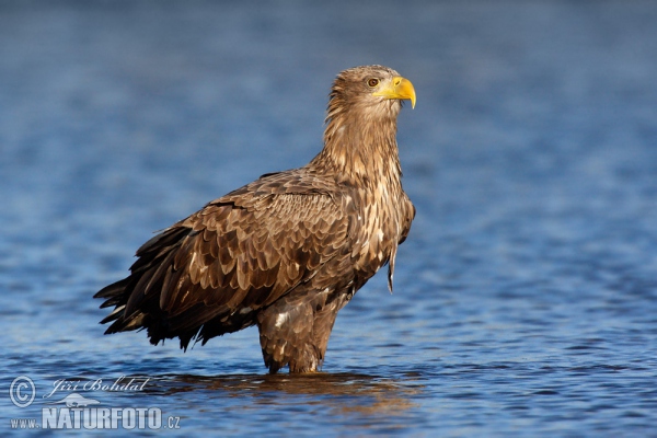 Zeearend vogel