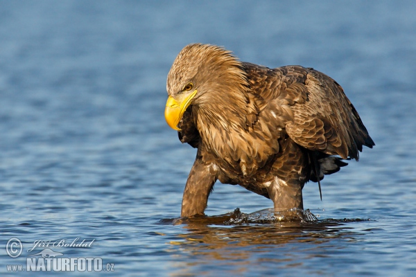 Zeearend vogel