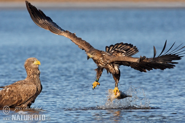 Zeearend vogel