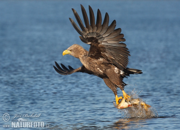 Zeearend vogel