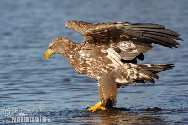 Zeearend vogel