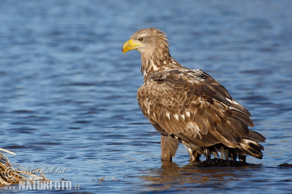 Zeearend vogel