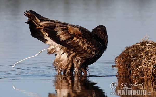 Zeearend vogel