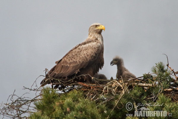 Zeearend vogel