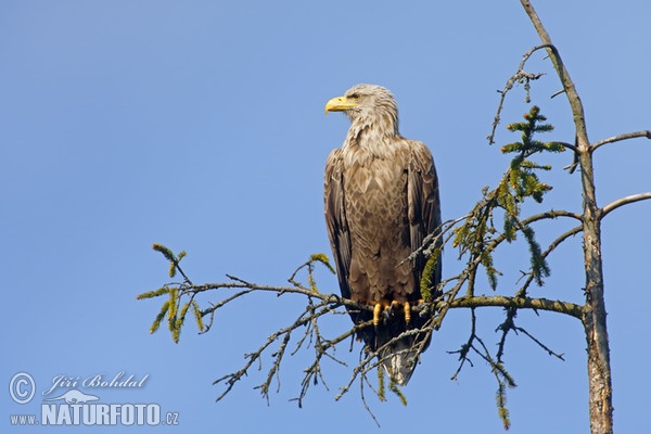 Zeearend vogel