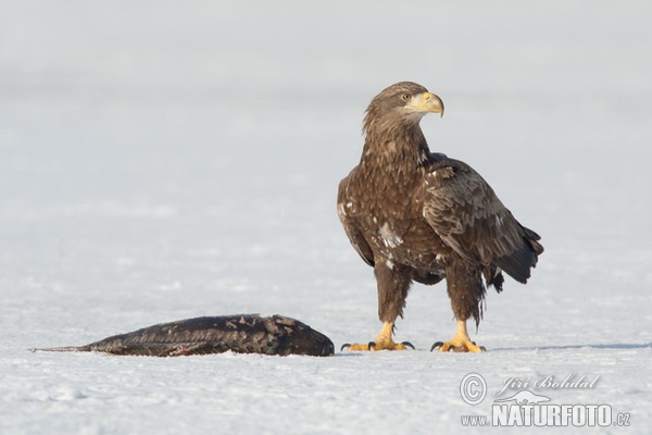 Zeearend vogel