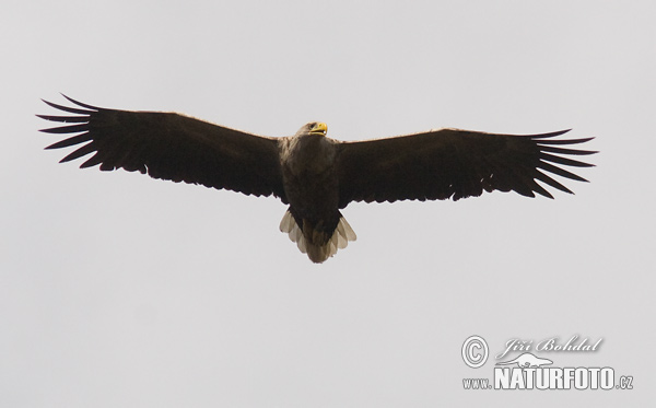 Zeearend vogel