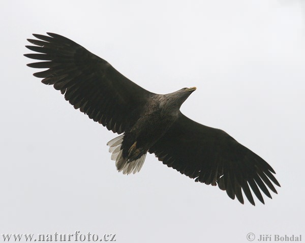 Zeearend vogel