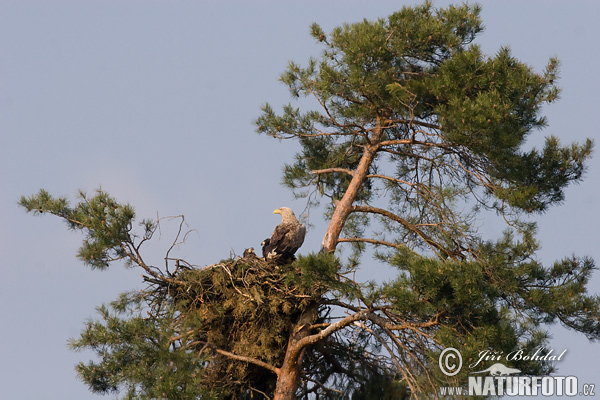 Zeearend vogel