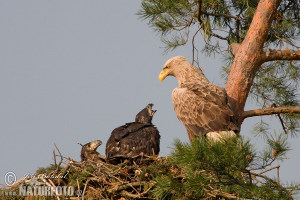 Zeearend vogel