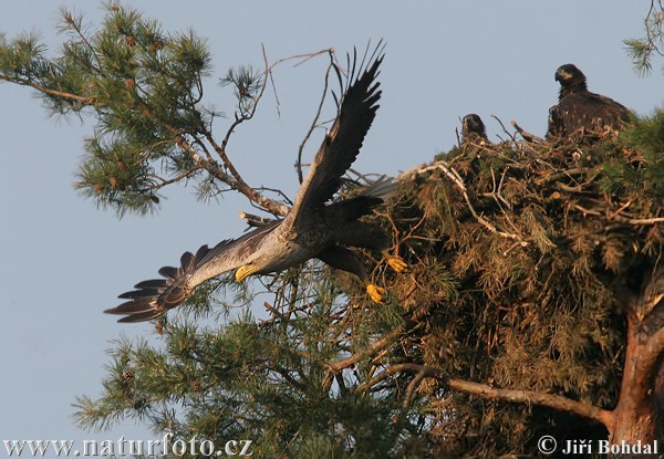 Zeearend vogel