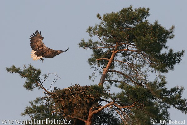 Zeearend vogel