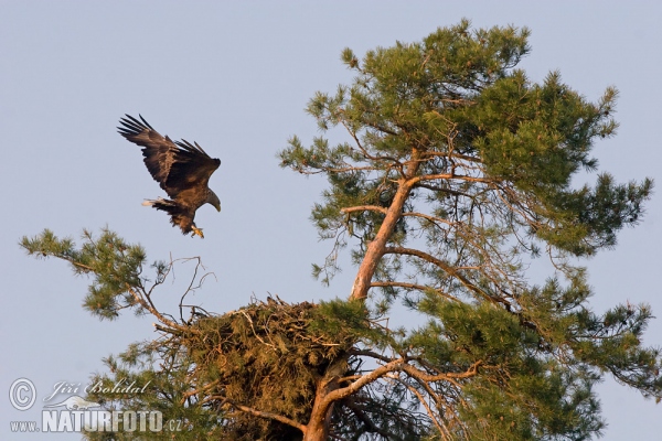 Zeearend vogel