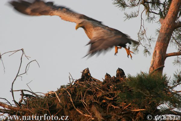 Zeearend vogel