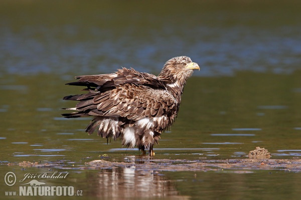 Zeearend vogel