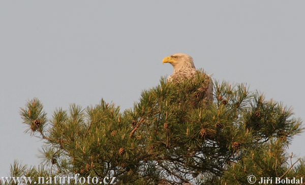 Zeearend vogel