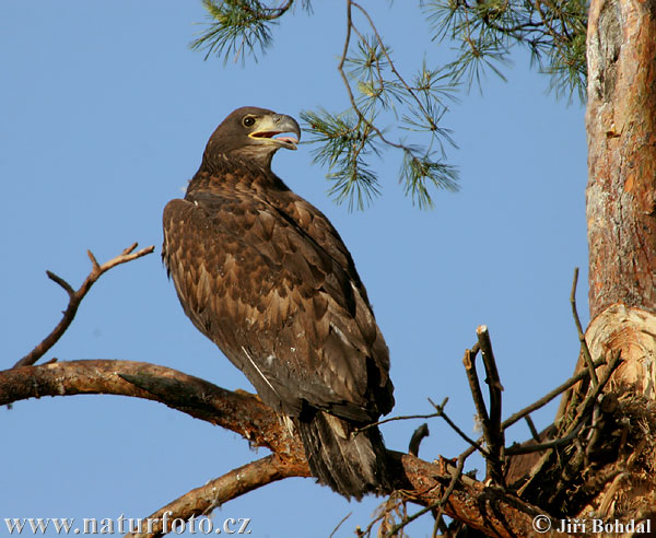 Zeearend vogel