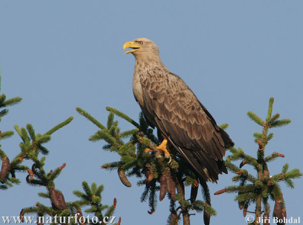 Zeearend vogel