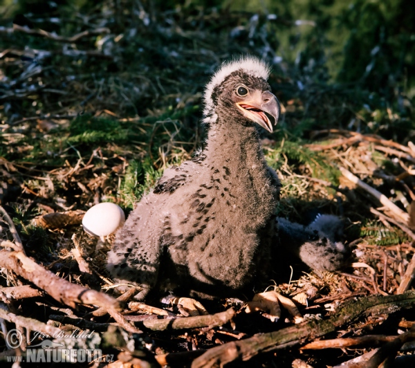 Zeearend vogel