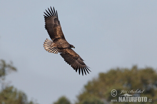 Zeearend vogel