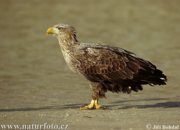 Zeearend vogel