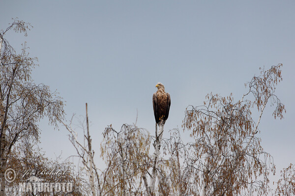 Zeearend vogel