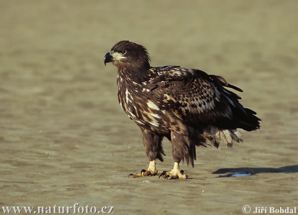 Zeearend vogel