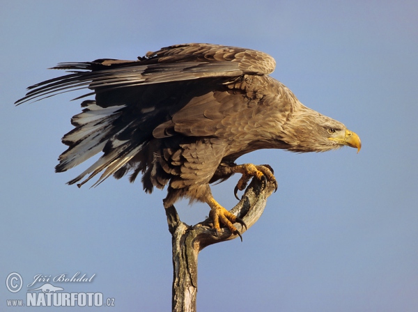 Zeearend vogel