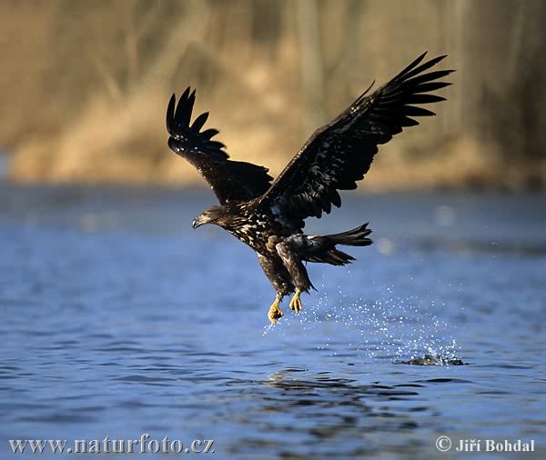 Zeearend vogel