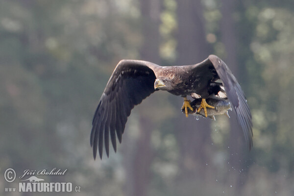 Zeearend vogel