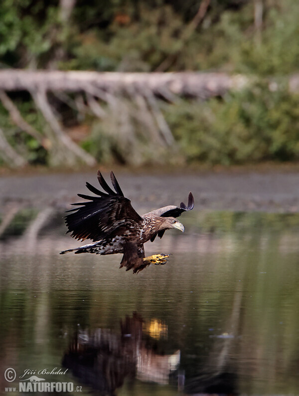 Zeearend vogel