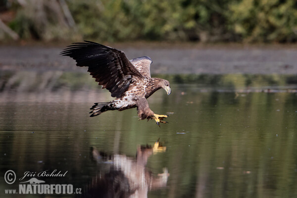 Zeearend vogel