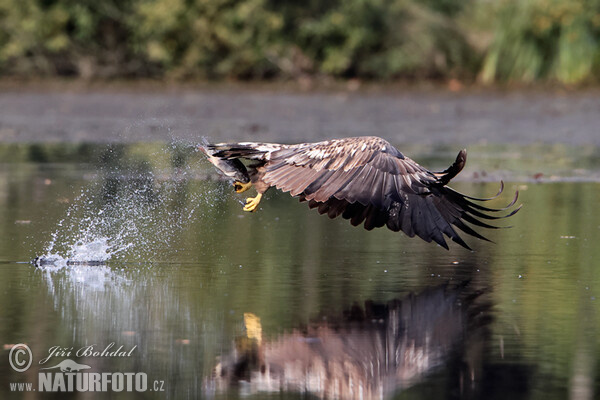 Zeearend vogel