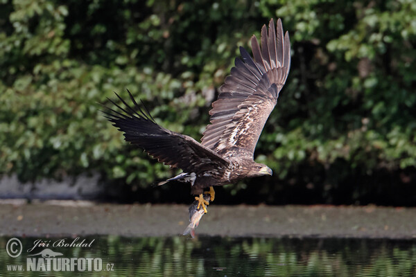 Zeearend vogel