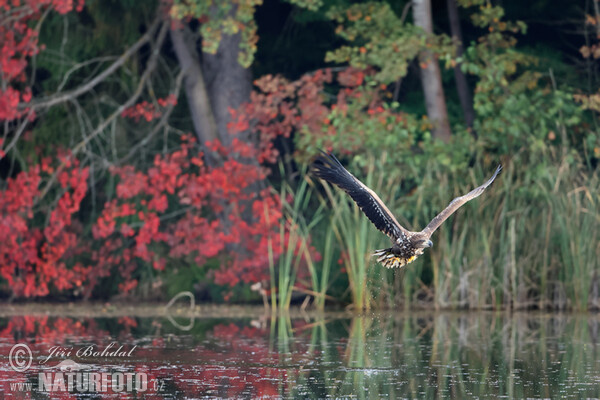 Zeearend vogel