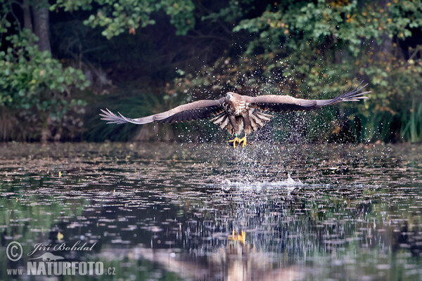 Zeearend vogel