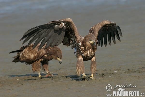 Zeearend vogel