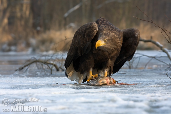 Zeearend vogel