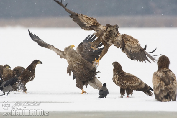 Zeearend vogel