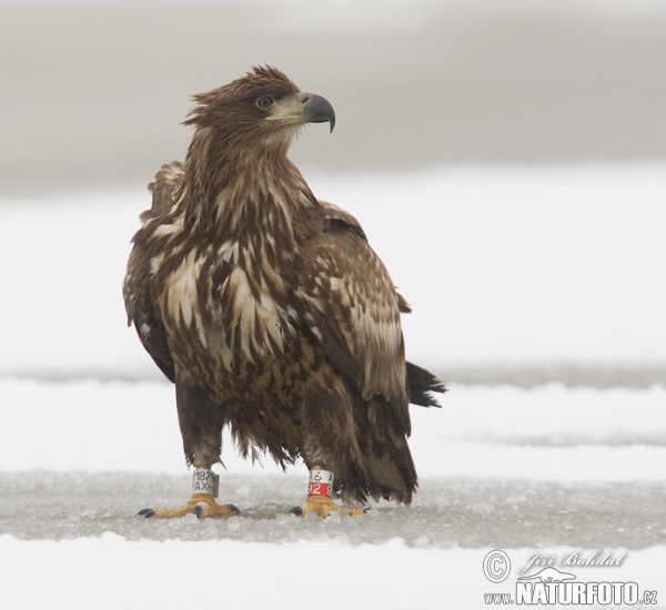 Zeearend vogel